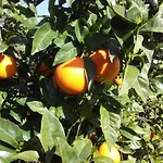 Agriturismo - B&B 