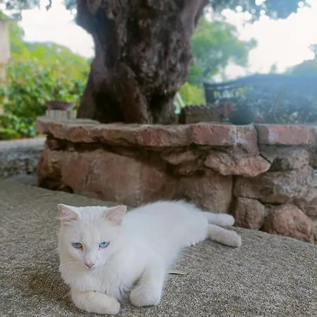 컨트리하우스 - 