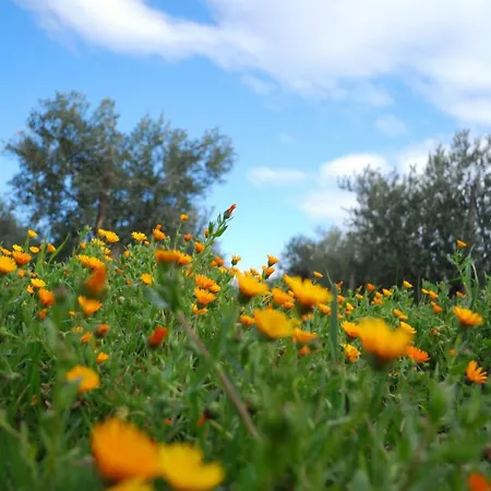 בית כפרי Agriturismo - B&B 