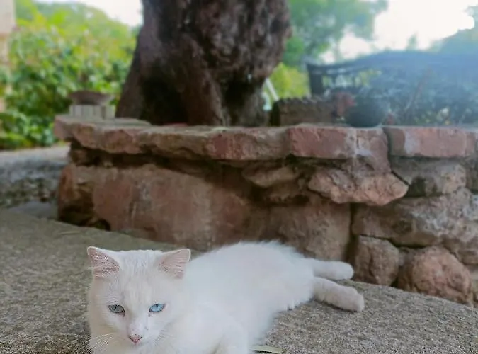 בית כפרי Agriturismo - B&B 